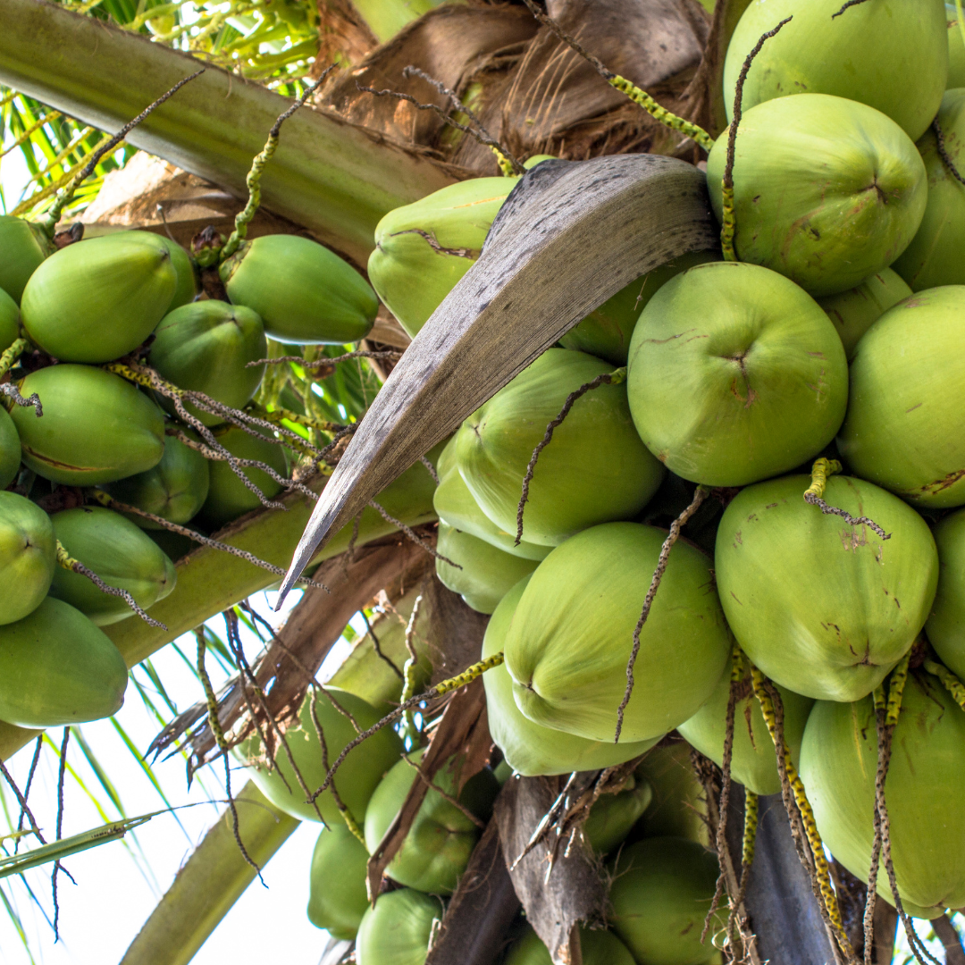 The Healing Properties of Coconut: Traditional Wisdom Meets Modern Skincare