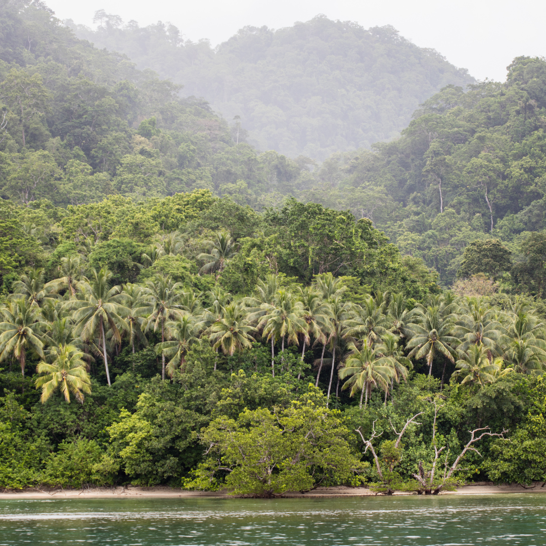 Creating a Greener Future: Oshin Organics’ Environmental Initiatives
